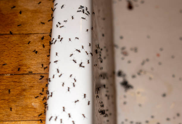 Best Insect Control  in Cowpens, SC